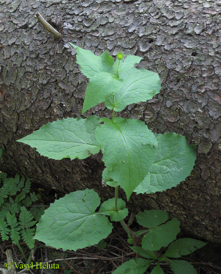 Изображение особи Doronicum austriacum.