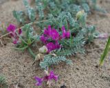 Oxytropis lanata