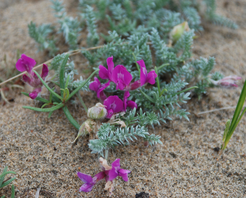 Изображение особи Oxytropis lanata.