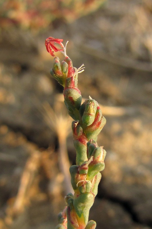 Image of Petrosimonia oppositifolia specimen.