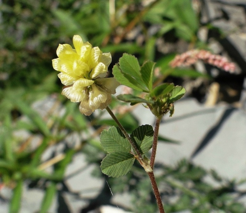 Image of Trifolium campestre specimen.