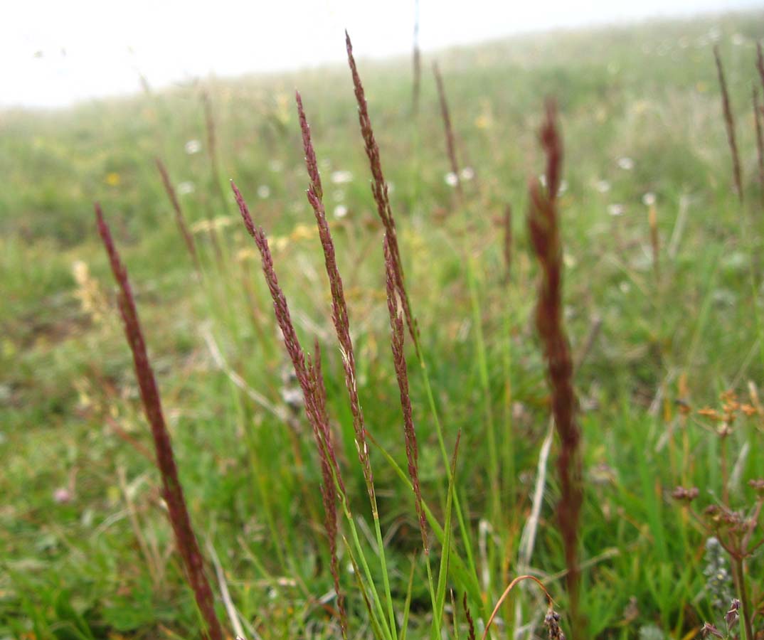 Изображение особи Agrostis planifolia.