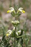 Phlomoides labiosa