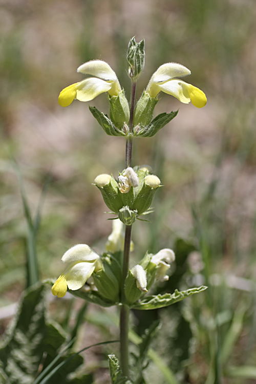 Изображение особи Phlomoides labiosa.