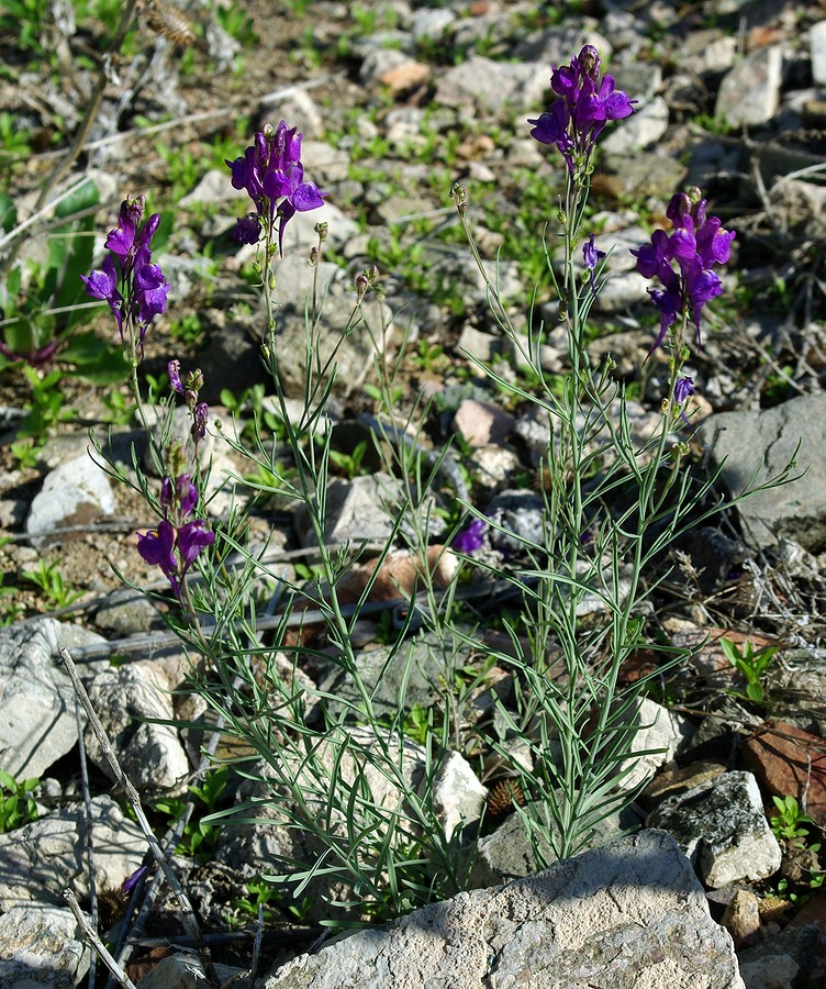 Изображение особи Linaria transiliensis.