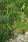 Bromus danthoniae. Цветущее растение. Казахстан, Южно-Казахстанская обл., долина р. Боролдай. 02.05.2011.