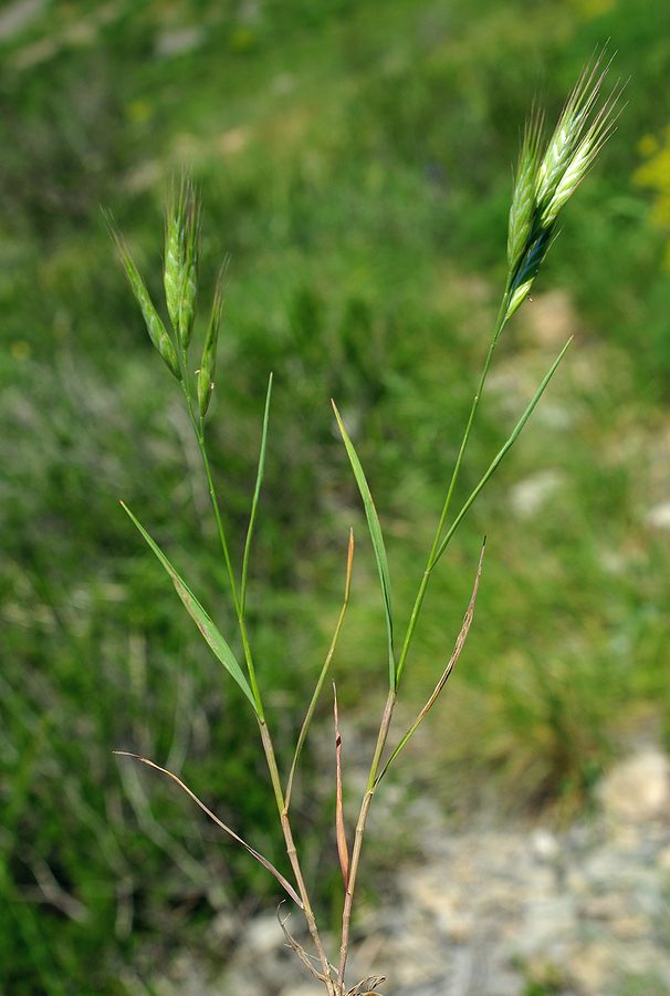 Image of Bromus danthoniae specimen.