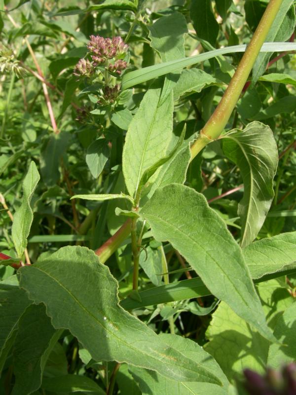 Изображение особи Aconogonon alpinum.