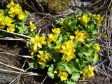 Caltha palustris