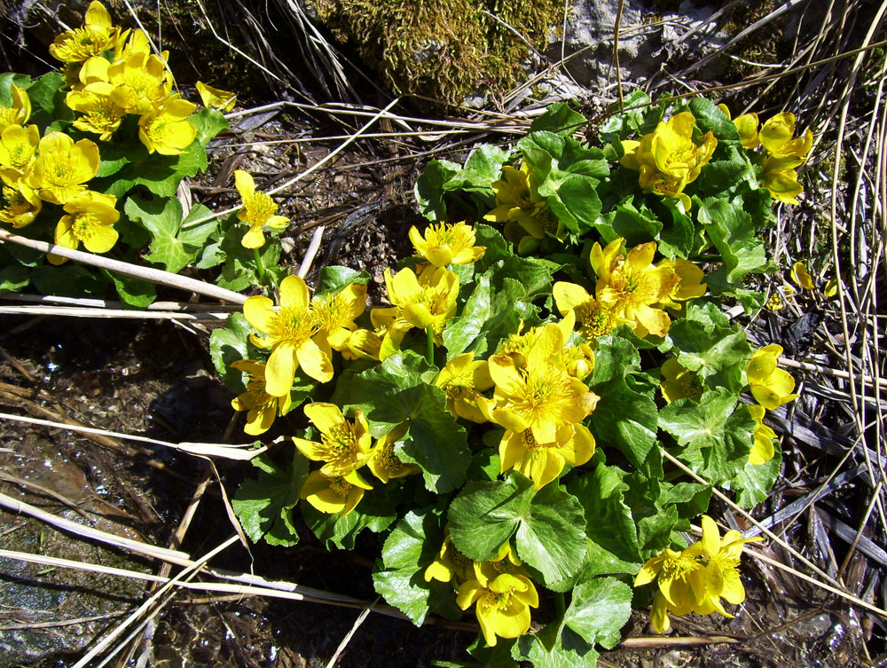 Изображение особи Caltha palustris.