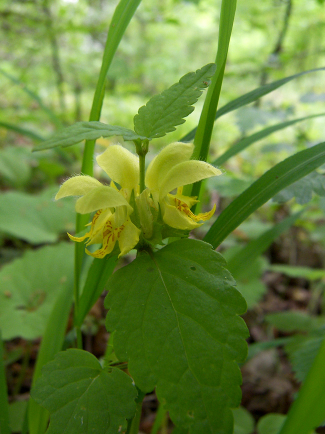 Изображение особи Galeobdolon caucasicum.