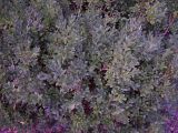 Buxus sempervirens. Куст. Украина, Крым, пос. Гурзуф с северной стороны. 28 августа 2007 г.