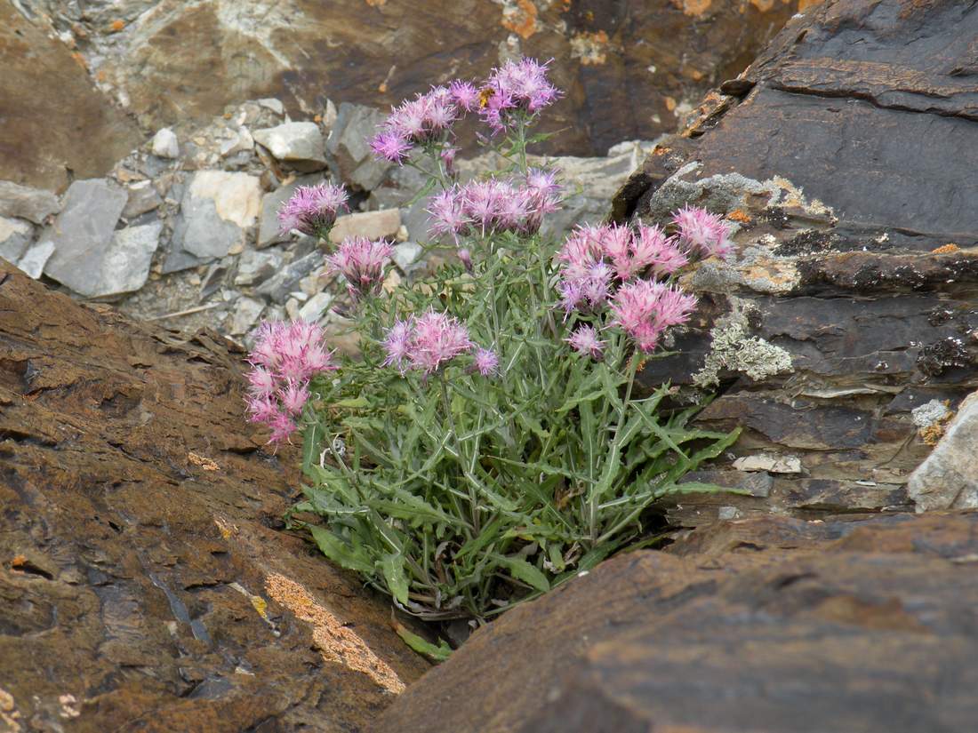 Image of Saussurea pricei specimen.
