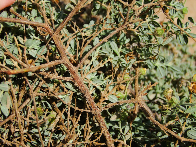 Image of Helianthemum stipulatum specimen.