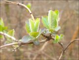 Lonicera etrusca. Часть ветви с распускающейся листвой. Черноморское побережье Кавказа, окр. Новороссийска, близ мыса Шесхарис, шибляк. 7 марта 2010 г.