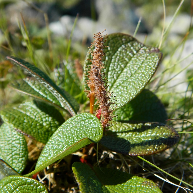 Image of Salix reticulata specimen.