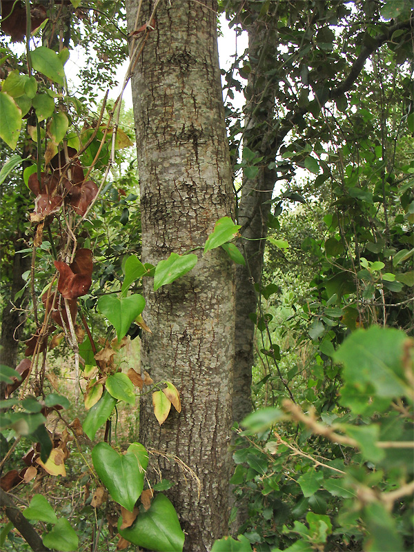 Image of Quercus ilex specimen.