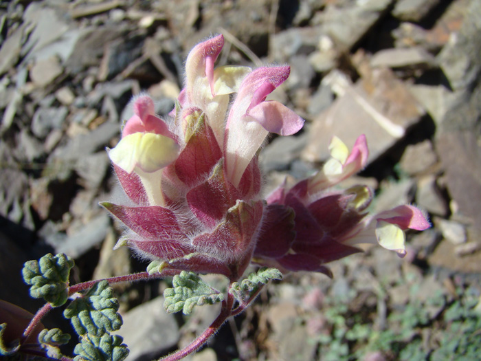 Image of Scutellaria physocalyx specimen.