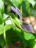 Viola mirabilis. Цветок. Крым, Ай-Петринская яйла. 8 мая 2012 г.