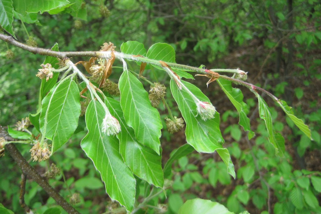 Изображение особи Fagus orientalis.