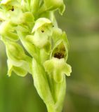 Image of taxon representative. Author is Татьяна Никулина