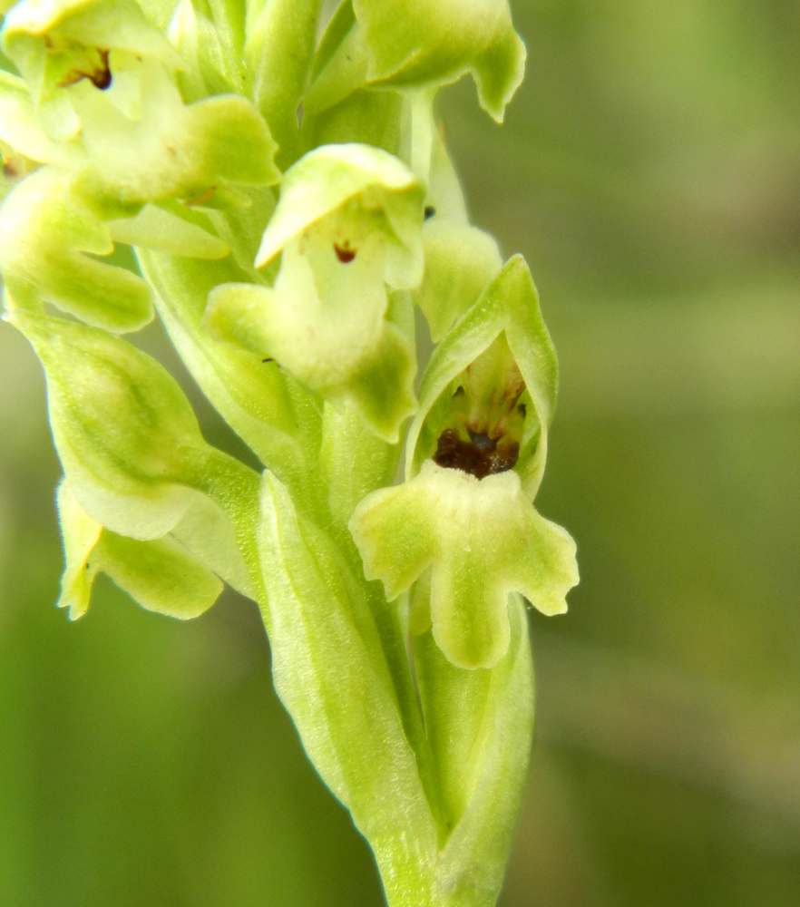 Изображение особи Anacamptis coriophora.