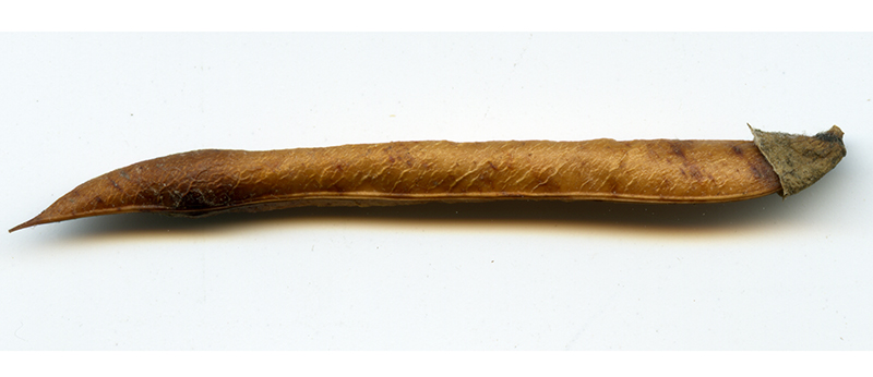 Image of Caragana arborescens specimen.