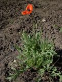 Papaver stevenianum