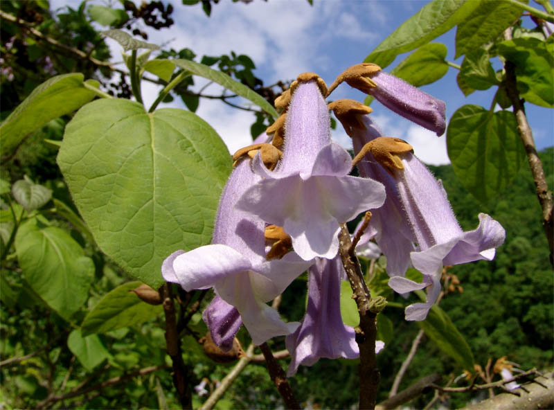 Изображение особи Paulownia tomentosa.