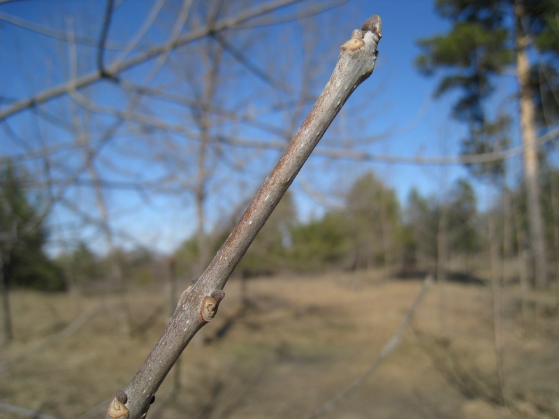 Image of Fraxinus pennsylvanica specimen.