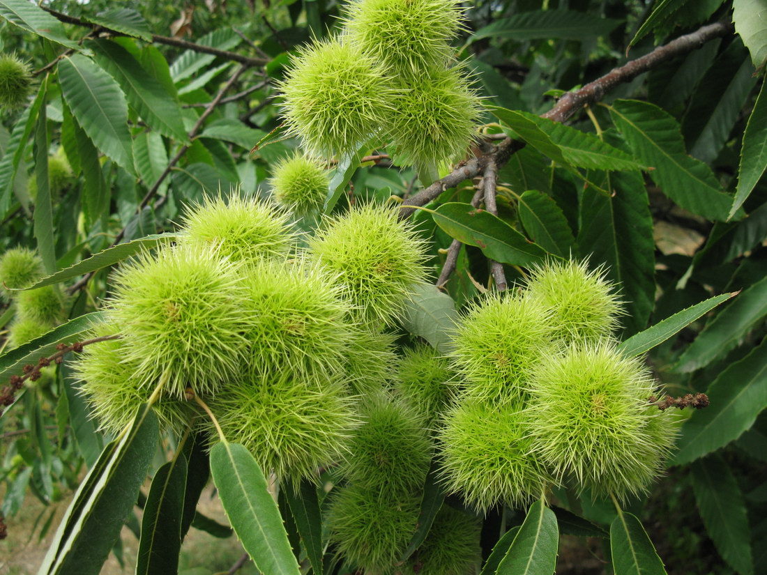 Image of Castanea sativa specimen.