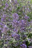 Nepeta ucranica. Соцветия. Южный Казахстан, каньон Даубаба, правый берег. 05.05.2012.