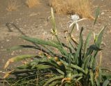 Pancratium maritimum. Растение возле душа на пляже, раньше времени вышедшее из состояния покоя. Греция, о. Родос, пос. Фалираки, берег Средиземного моря. 20.07.2012.