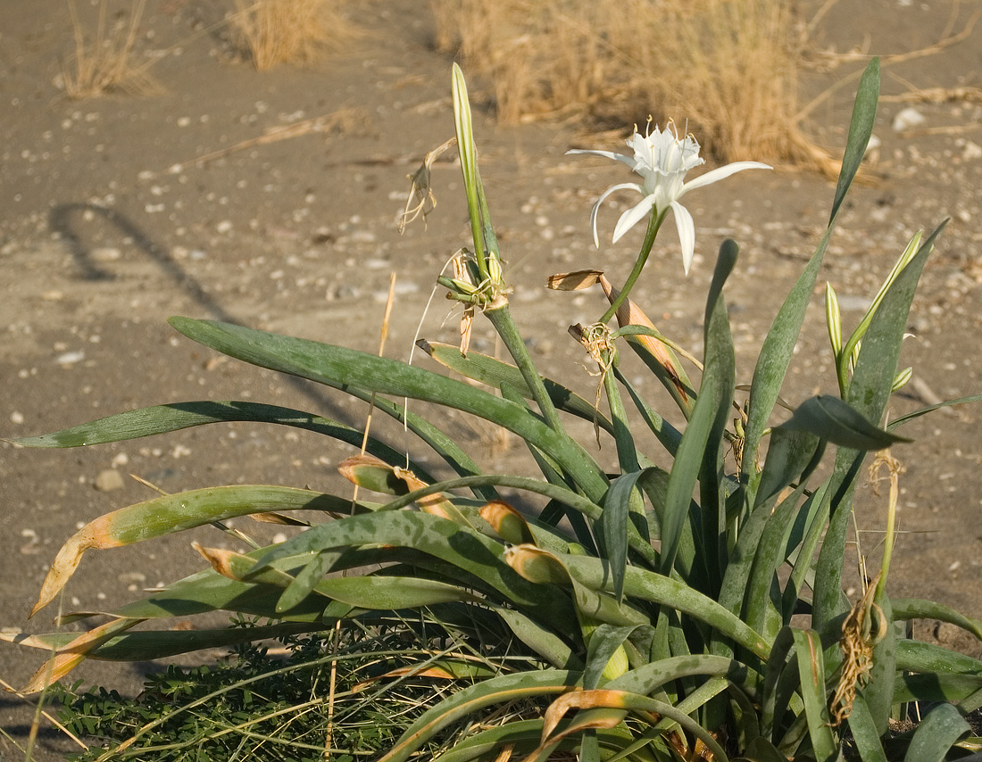 Изображение особи Pancratium maritimum.