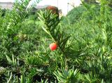 Taxus baccata. Побег с семенем, окружённым сочным присемянником-ариллусом. Австрия, Вена, площадь Марии Терезии, живая изгородь. 10.09.2012.