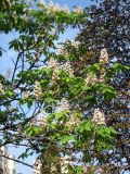 Aesculus hippocastanum. Часть кроны вторично цветущего (осенью) дерева. Украина, г. Киев, Южная Борщаговка, ул. Булгакова. 22 сентября 2012 г.