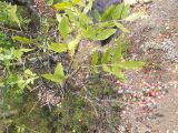 Pistacia mutica
