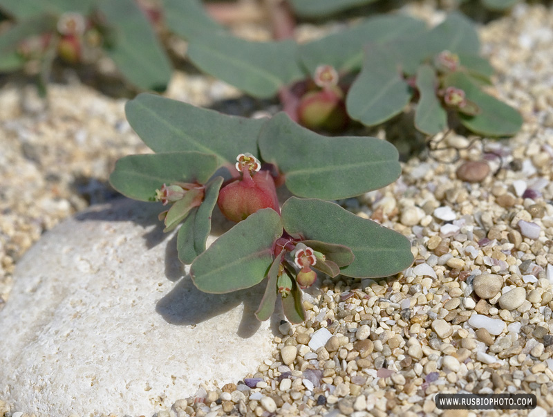 Изображение особи Euphorbia peplis.