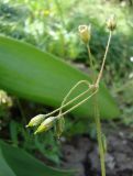 Holosteum umbellatum. Верхушка плодоносящего растения. Краснодарский край, Кущёвский р-н, станица Шкуринская, пустыри. 25.04.2009.