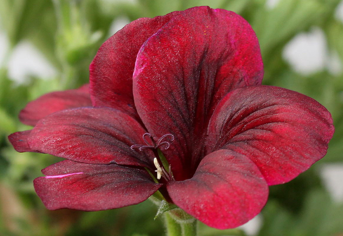 Изображение особи Pelargonium &times; domesticum.