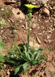 Crepis albida