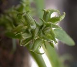 Valerianella echinata. Плоды. Israel, Upper Galilee, Har Evyatar. Апрельl 2008 г.