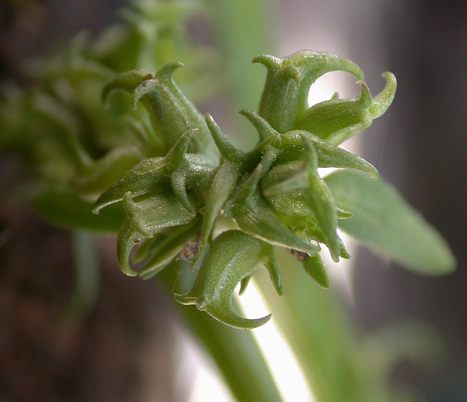 Изображение особи Valerianella echinata.