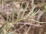 Astragalus angustissimus