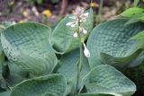 Hosta sieboldiana