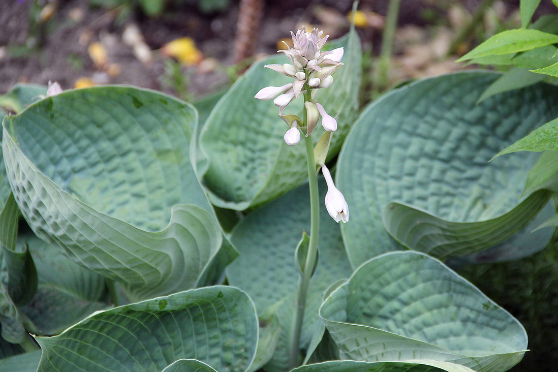 Изображение особи Hosta sieboldiana.