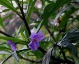 Solanum laciniatum