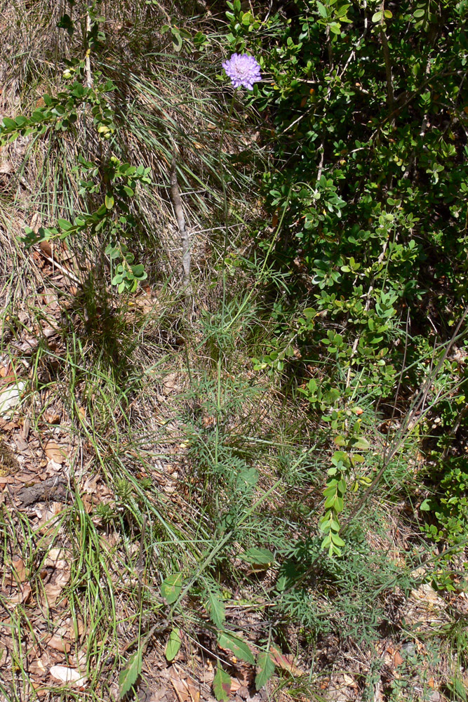 Image of Scabiosa columbaria specimen.