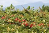 Sorbus sambucifolia