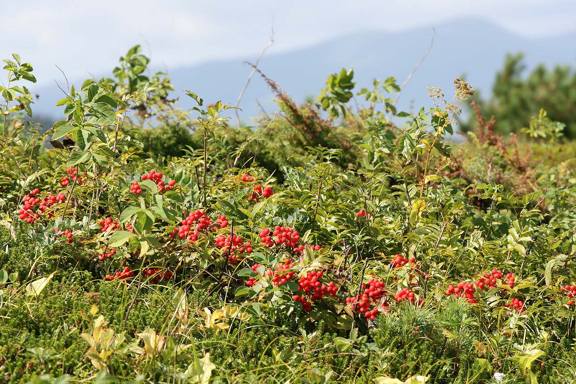 Изображение особи Sorbus sambucifolia.